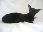 Ориентальные выскопородные котята