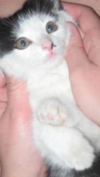 Отдадим котенка в добрые руки111