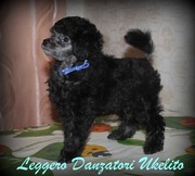 той пудель серебристый