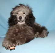 той пудель серебристый от