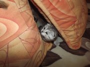 ПРОДАМ. КОТЕНОК СКОТТИШ-ФОЛД