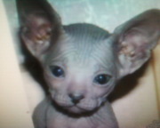 канадский сфинкс, шикарные голопопики!