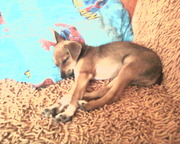 Пoтepялacь coбaкa породы той-терьер в районе ул. Энтузиастов, Урожайны