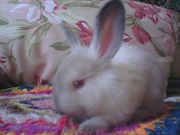 Кролики Калифорнийской породы