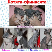 Котята Донского сфинкса