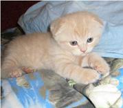 Котенок шотландский вислоухий