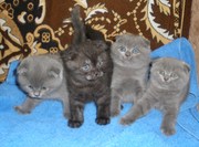 Продаются шотландские вислоухие котята