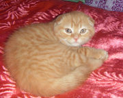 Продам котика, шотландский, вислоухий, вискас