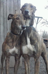 ПРОДАЮТСЯ ДВЕ РАБОЧИЕ СОБАКИ грейхаунд