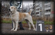 Алабай (среднеазиатская овчарка) щенки от гранд чемпионов.