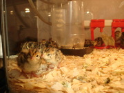 перепела екатеринбург