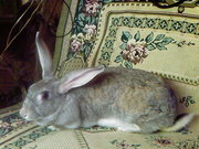 Продажа кроликов Нижний Новгород