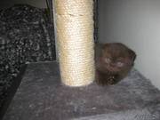 Продаются котята Скоттиш-фолд (шотландская вислоухая).