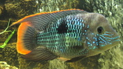 Бирюзовая Акара (цихлиды)