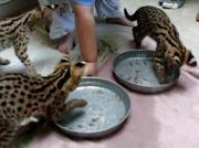 экзотические сервала, каракал, саванны и оцелот котят на продажу