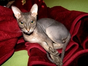 Отдам сфинкса