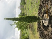 Продаем саженцы сосны, березы