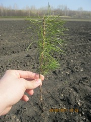 Продаем сеянцы сосны обыкновенной