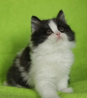 вислоухие шотландские котята