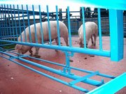 покрытие  помещений для содержания животных