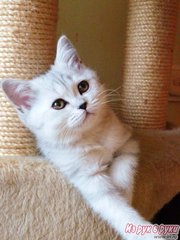 Продажа Шотландских вислоухих котят