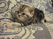 Продаются котята породы шотландская вислоухая, страйт