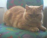 Продается плюшевый красавец 8 мес(экзот)