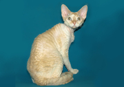 молодой котик девон-рекс