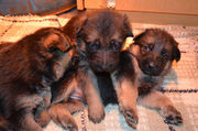 Продам щенков