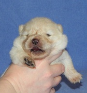 чау-чау щенки