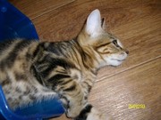 Необыкновенный котенок породы курильский бобтейл