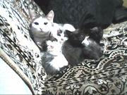 отдам котят в добрые руки Челябинск