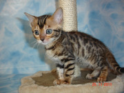 Бенгальские котята