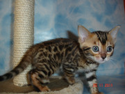 Котята от бенгалов (маленкие тигрятки)