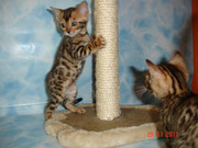 Бенгальские котята