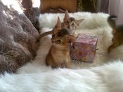 Очаровательные Абиссинчики