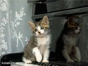 не с кем оставить кошку?