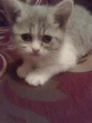 Отдам кошечку в добрые руки