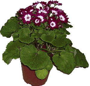 Цинерария – продажа цветов к 8 марта. Живой цветок в горшке – подарок