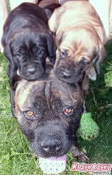 кане-корсо щенки в рассрочку, черные и тигровые от тренированных собак
