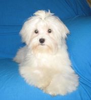 Щенки мальтезе, мальчики и девочки.