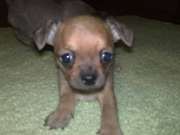 продаются щенки чихуахуа пород, рождены в новый год, мама с родословной