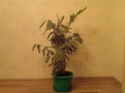 Продам комнатное растение