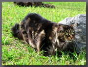 Котята мейн-куна