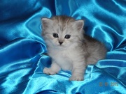 Киевские кошки-хохлушки