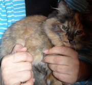 Отдам котенка