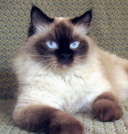 подарю кошку