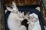корниш рекс котята