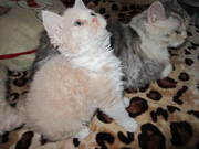 Котята от 1мес до 3х мес от Элитных Родителей