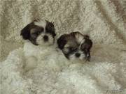 Щенки ши-тцу (мальчики) продаются